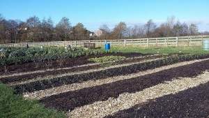 A place for growing all kinds of vegetables 