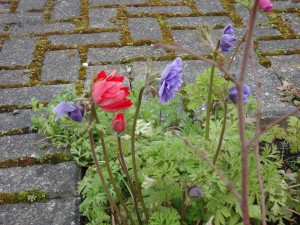 Spring in Halton